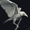 Kid Bengala Albino